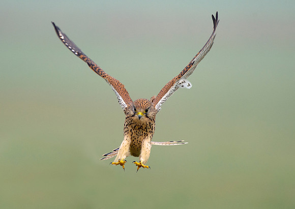 kestrel19