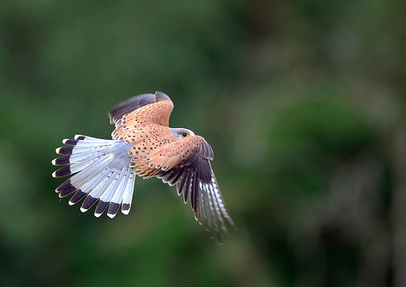 kestrel2
