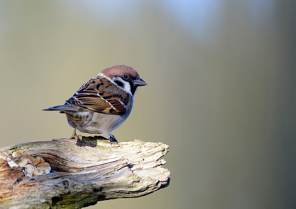 tree sparrow4