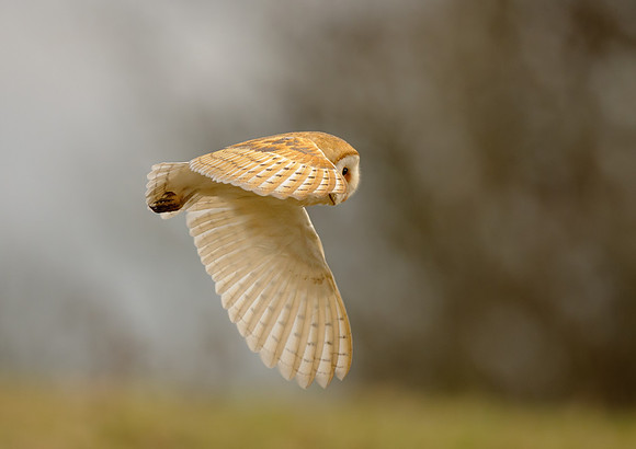 barn owl7