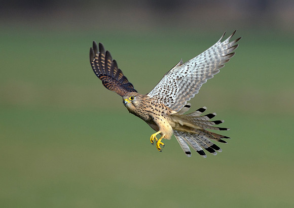 kestrel17