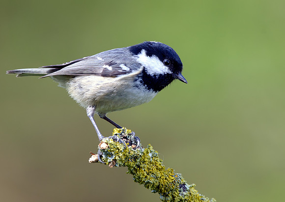 coal tit3