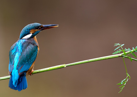kingfisher3
