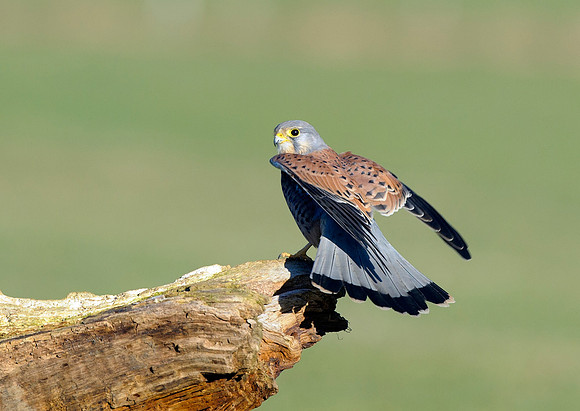 kestrel14