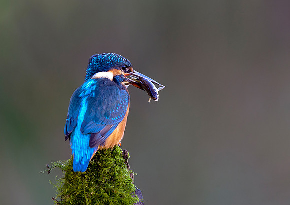 kingfisher