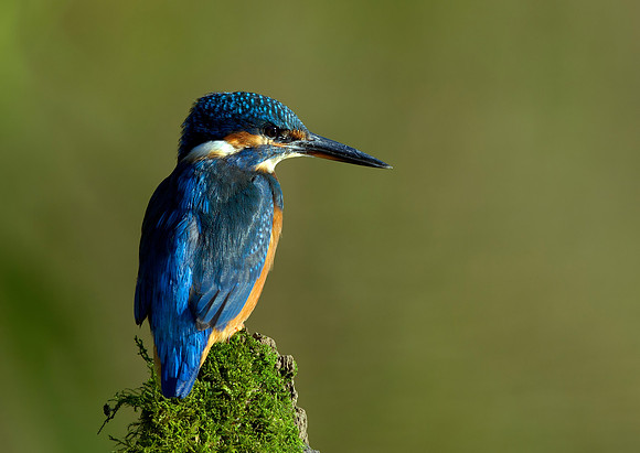 kingfisher