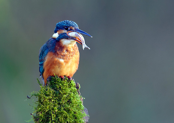 kingfisher