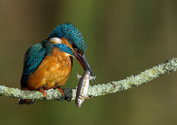 kingfisher-hide-leeds
