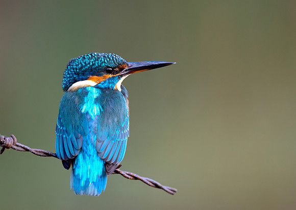 kingfisher