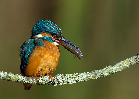 kingfisher