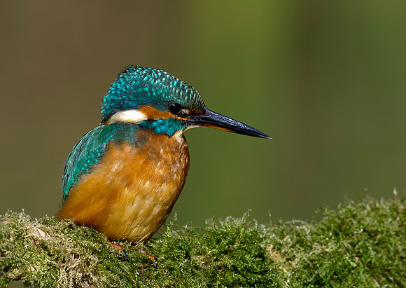 kingfisher