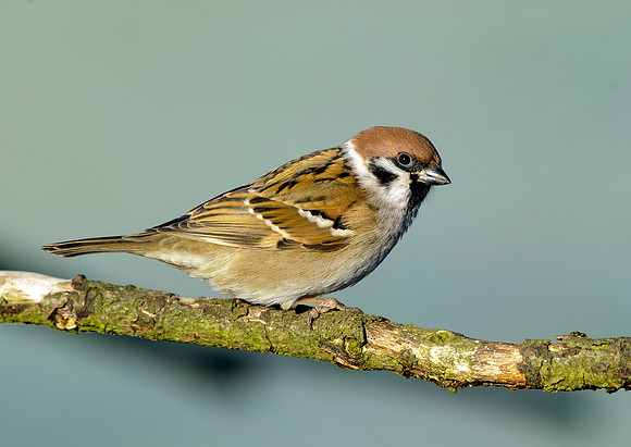tree sparrow3