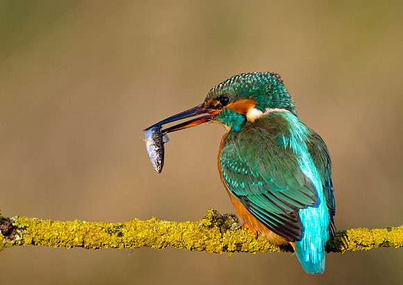 kingfisher- west -yorkshire-mark-hughes