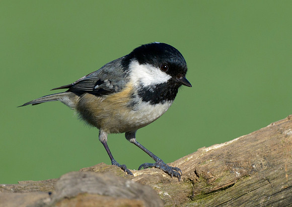 coal tit11