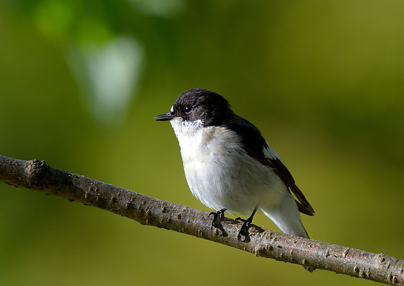 pied flycatcher4