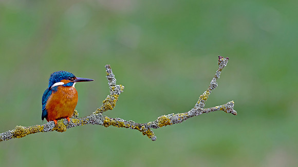 kingfisher