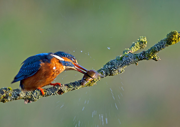 kingfisher