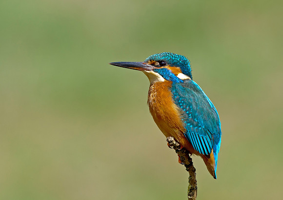 kingfisher