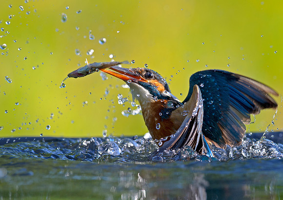 kingfisher