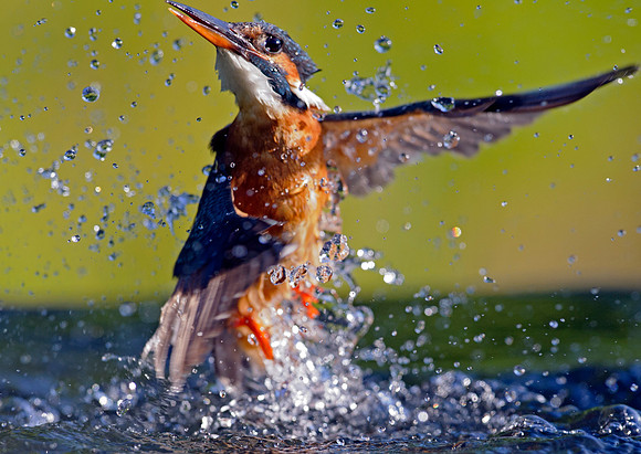 kingfisher