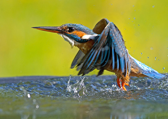 kingfisher