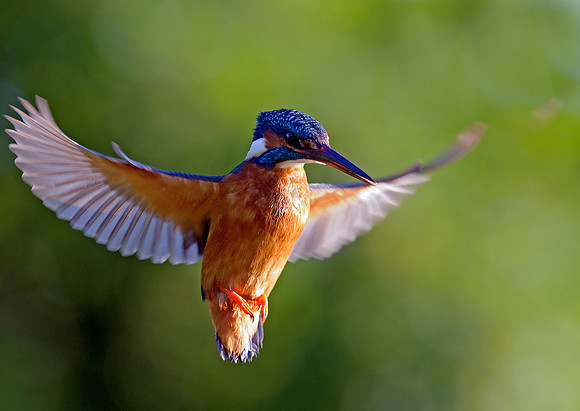 kingfisher