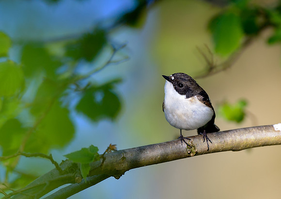 pied flycatcher3
