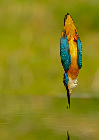 mark-hughes-kingfisher-leeds