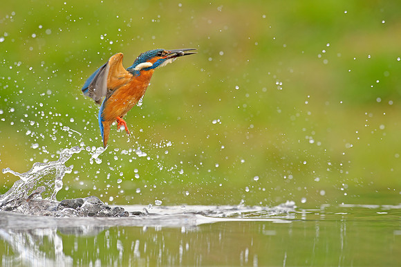diving-kingfisher-leeds-mark-hughes