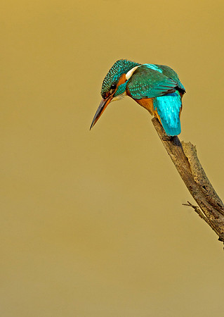 kingfisher-mark-hughes-leeds