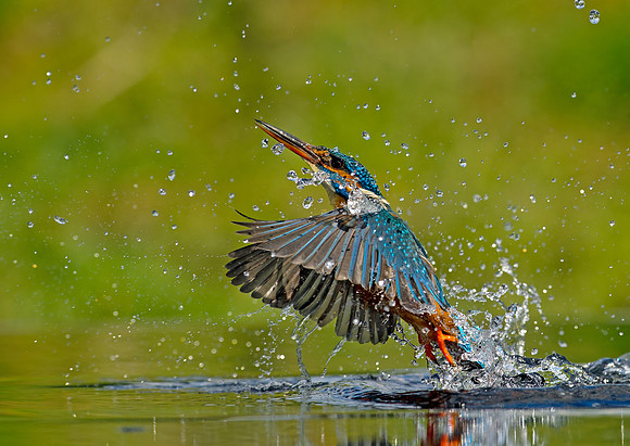 diving-kingfisher-leeds-mark-hughes