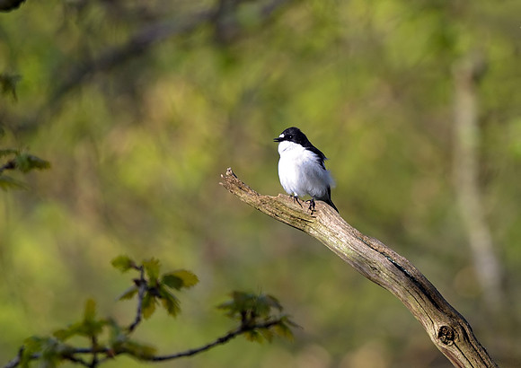 pied flycatcher2