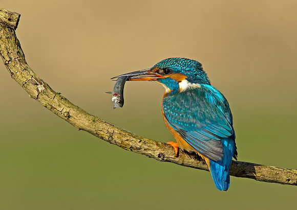 kingfisher-mark-hughes-leeds