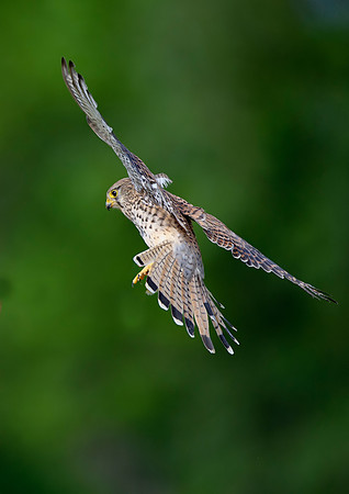 kestrel3