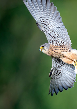 kestrel1