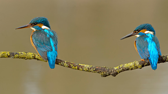 kingfisher-mark-hughes