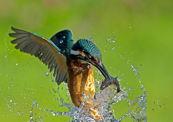 kingfisher