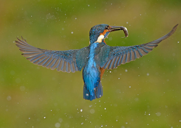 kingfisher-leeds-mark-hughes