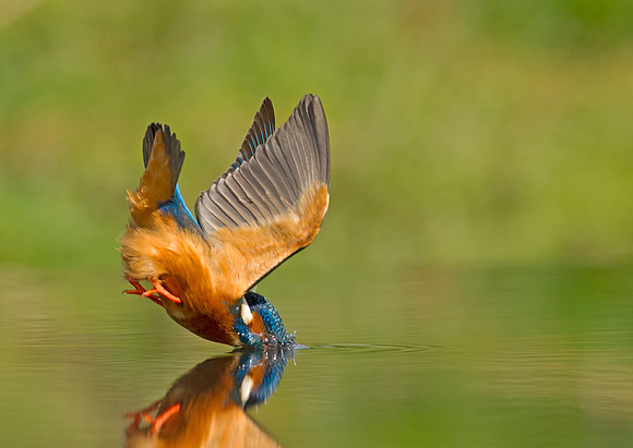 diving-kingfisher-leeds-mark-hughes
