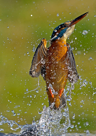 kingfisher-leeds-mark-hughes-west-yorkshire