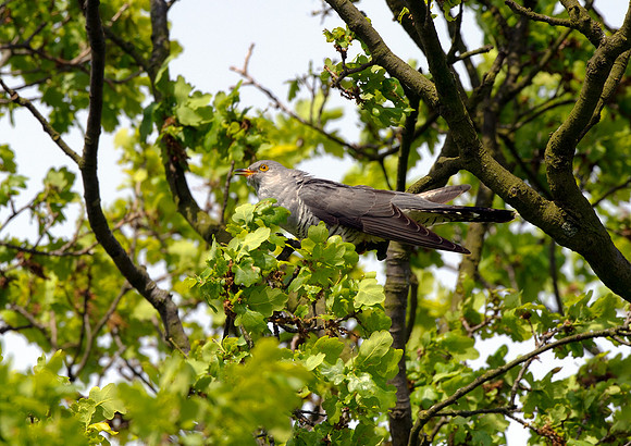 cuckoo3
