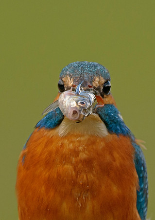 kingfisher-leeds-mark-hughes-west yorkshire