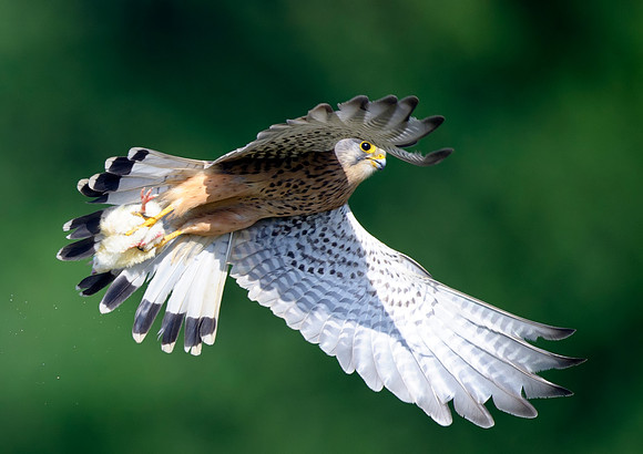 kestrel4