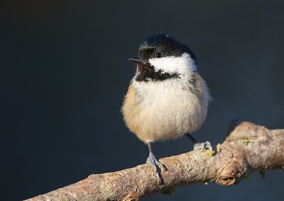 coal tit5