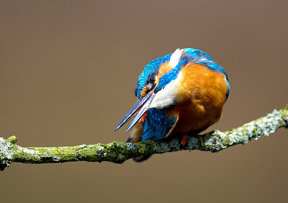kingfisher9
