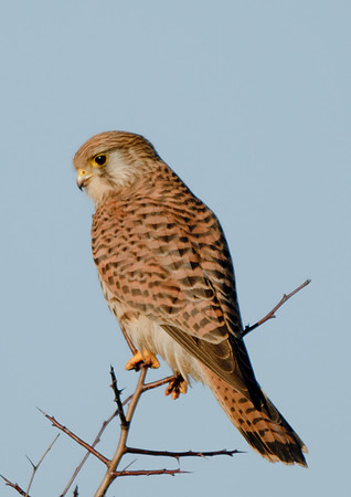 kestrel6