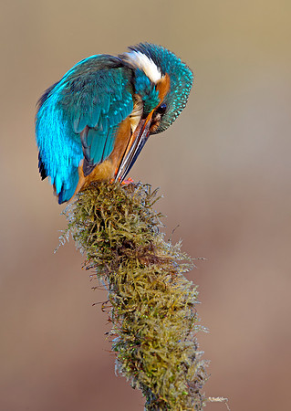 kingfisher