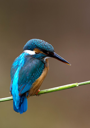 kingfisher7