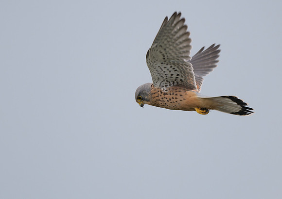 kestrel7