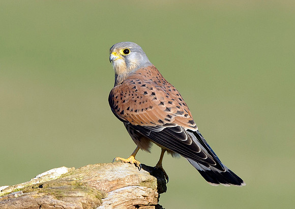 kestrel13
